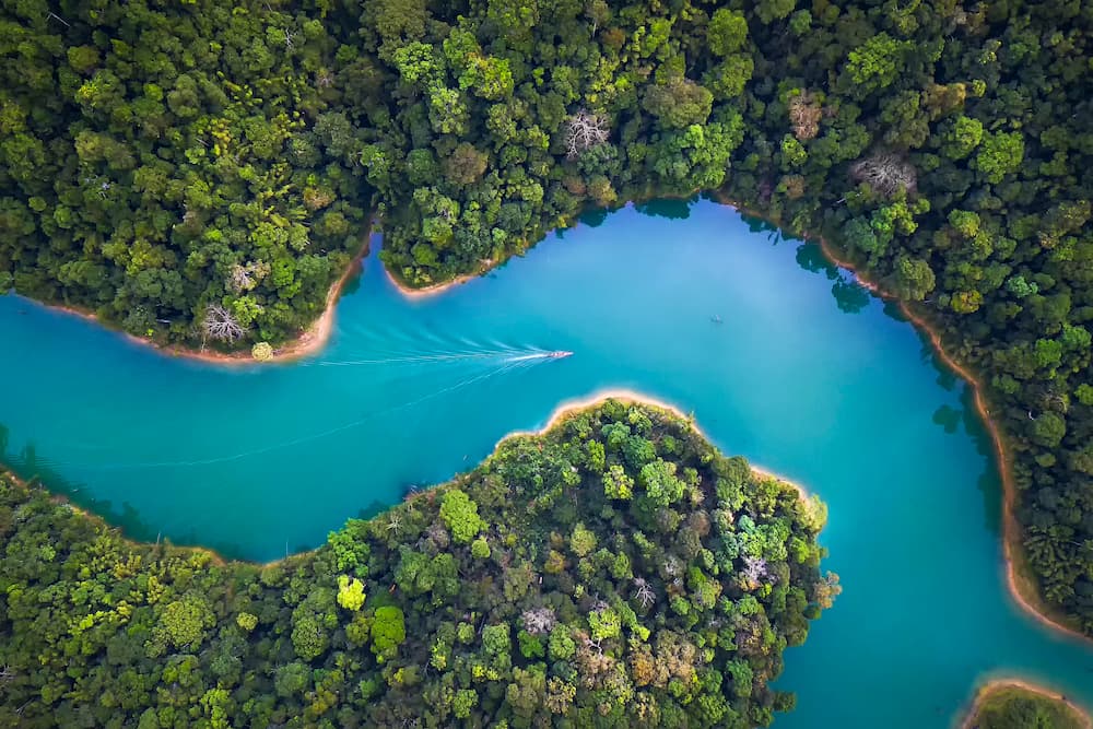 Trees and River From Above